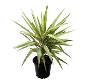 Yucca Silver Plant